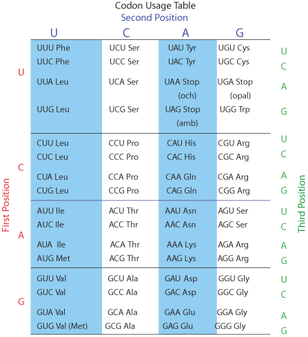 Codon Usage Table Peptide Synthesis