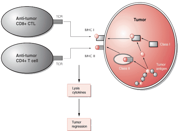 Tumor associated peptide antigens