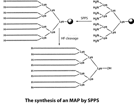 Peptide synthesis: multiple antigenic peptides by SPPS