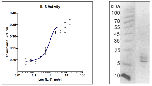 Recombinant Protein Interleukin-IL6