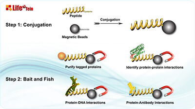 Magnetic bead peptide pulldown