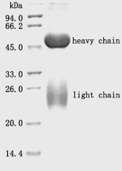 Recombinant Staphylococcal Protein A Agarose