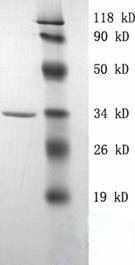 Recombinant Staphylococcal Protein A