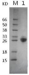 Recombinant Streptococcus Protein G (r-SPG)