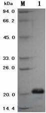 Analysis of rh-VEGF165 by SDS-PAGE