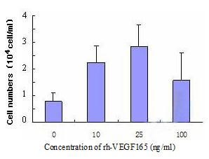Proliferation of HUVECs examined by means of increased cell number in the presence of rh-VEGF165 for 96h