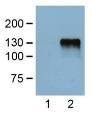 anti-FLAG mAb dilution probed against HEK293 cells transfected with DYKDDDDK-tagged protein vector
