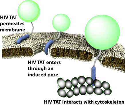 cell penetrating peptide entry mechanism