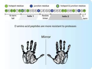 D amino acid peptides