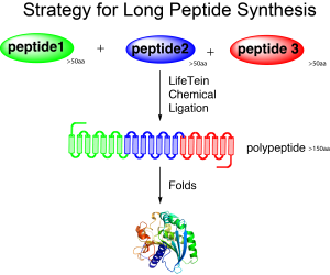 Long peptide synthesis by click chemistry