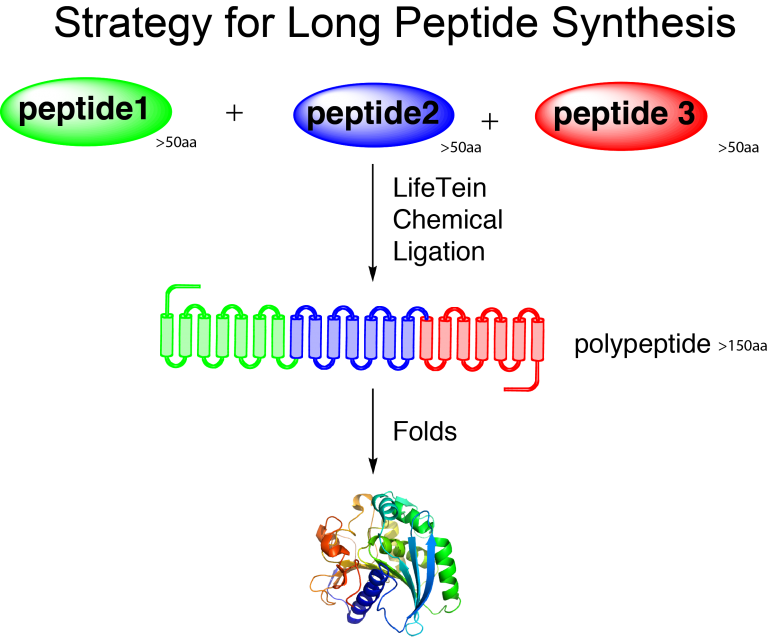 research on peptide synthesis