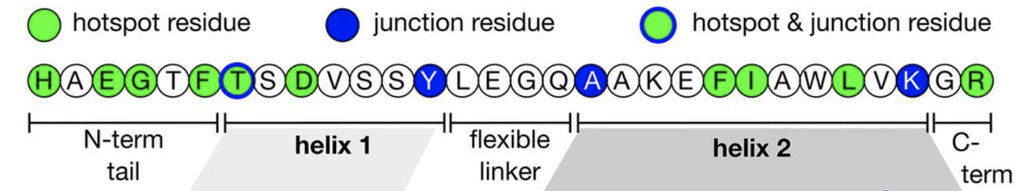 GLP-1-peptide-sequence | LifeTein Peptide Blog