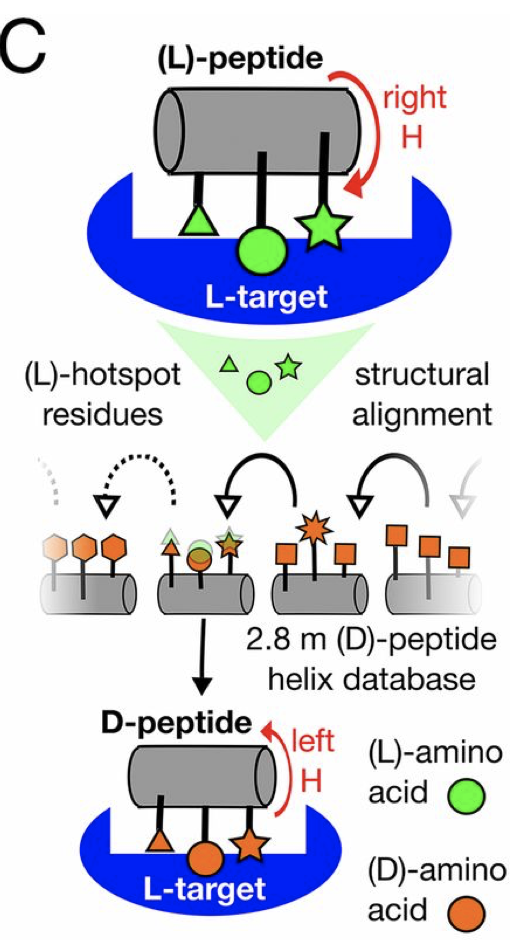 Daminoacidpeptidesynthesis LifeTein Peptide Blog