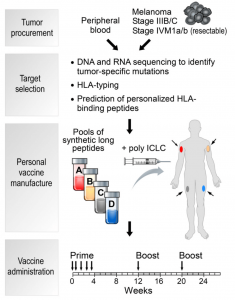 personalized medicine using synthetic peptides