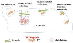 Endocytosis TAT Peptide