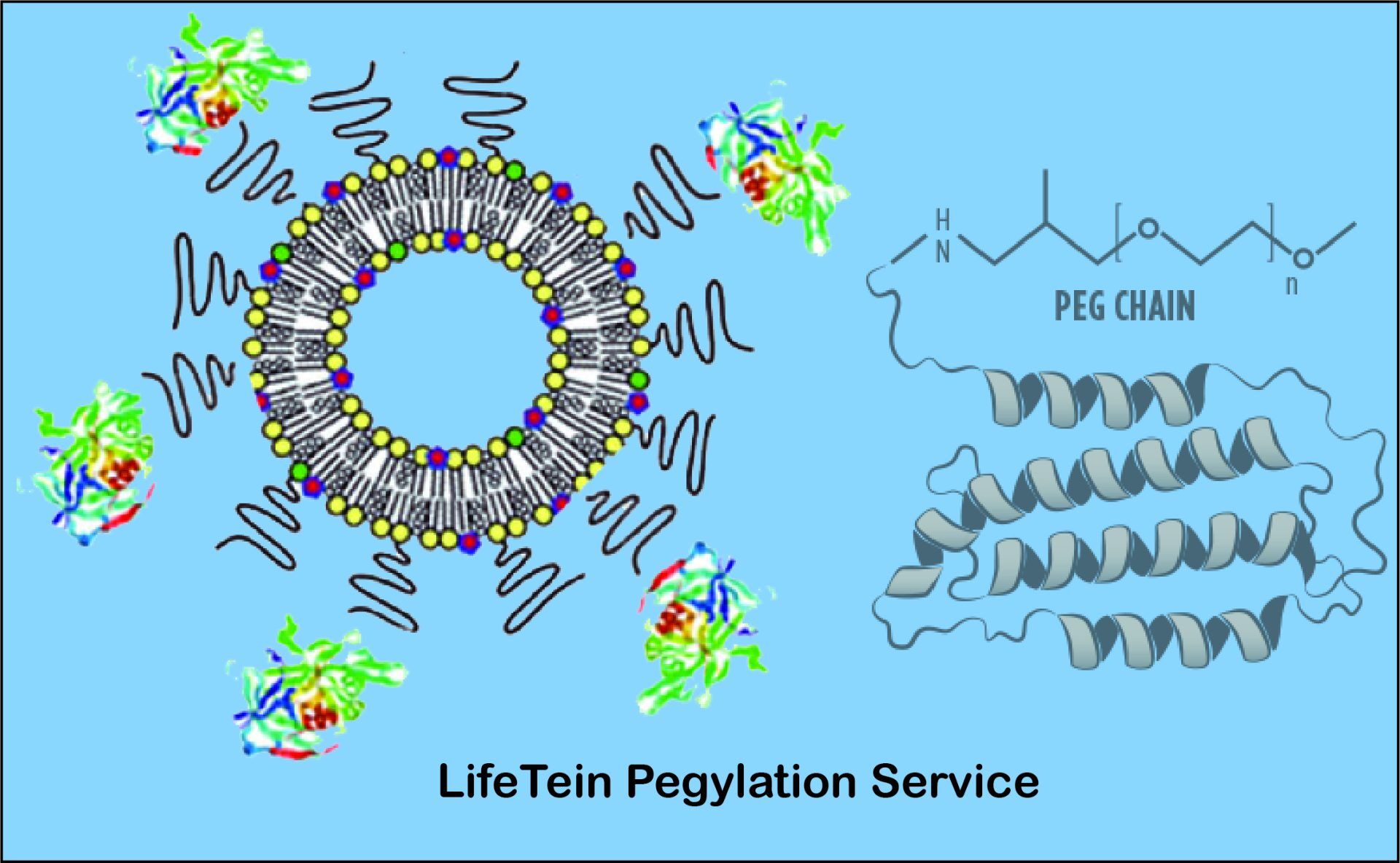PegylationLifeTein LifeTein Peptide Blog