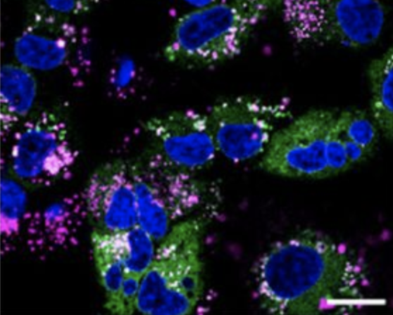 Cy5 labeled peptide in cells
