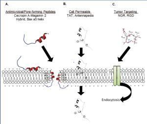 Cell-penetration-peptides