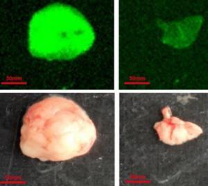 tumor targeting peptides