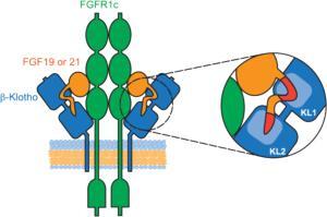 receptor-binding-assay