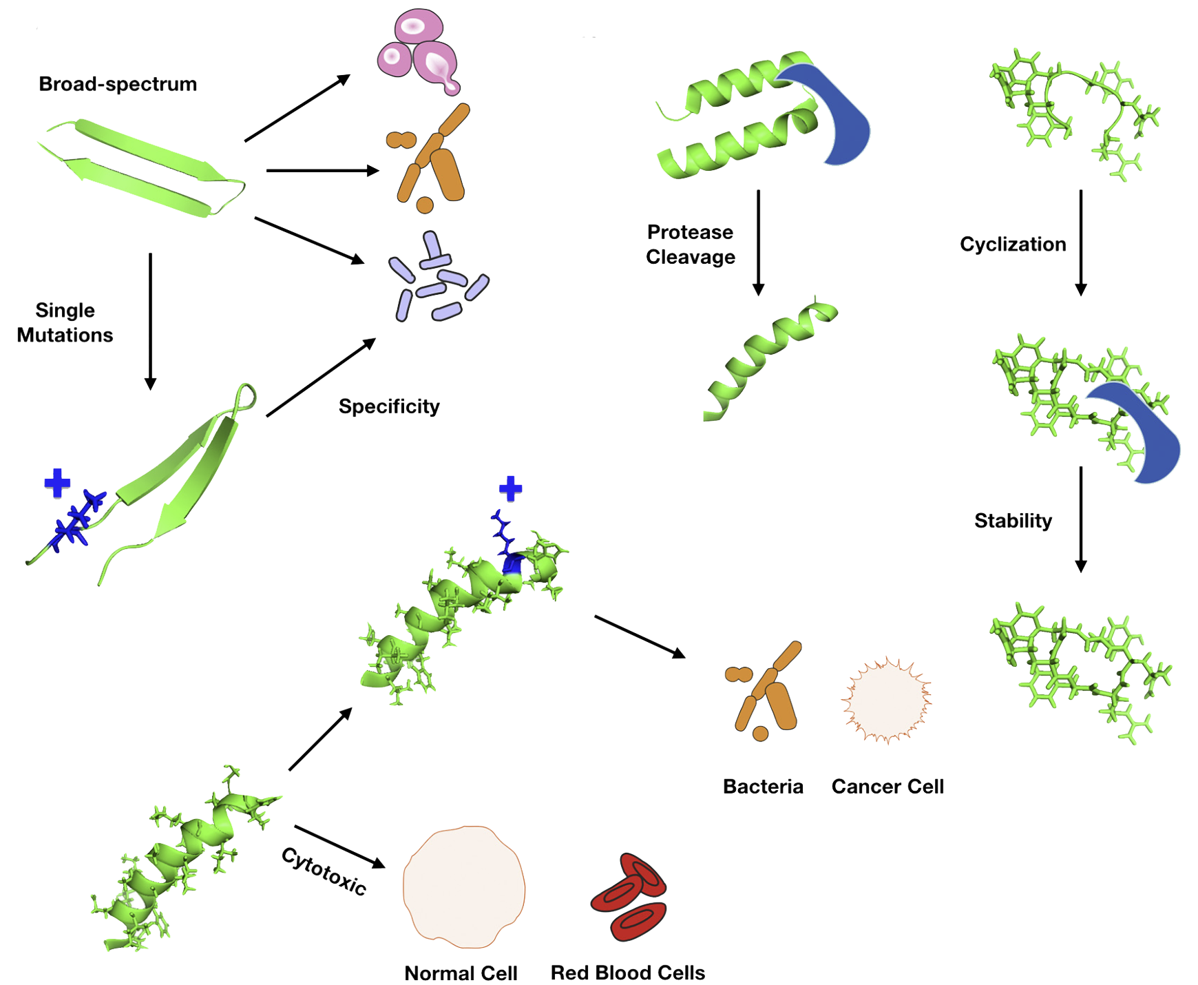Antimicrobial peptides lifetein peptide blog
