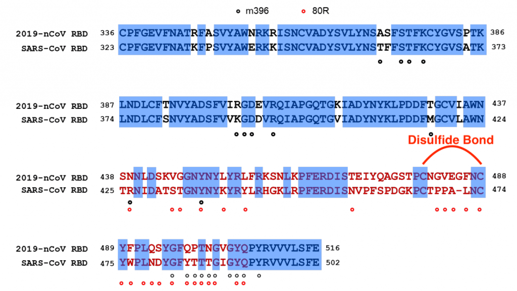 2019-nCoV Coronavirus Receptor -Binding Motif Directly Contacts ACE2 Receptor