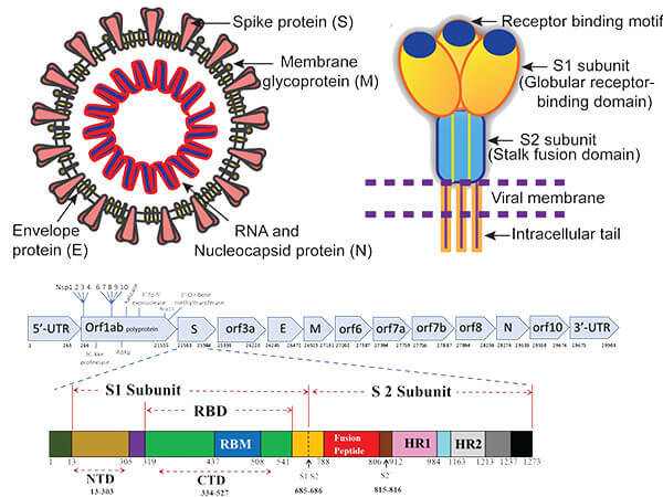 SARS-CoV-2 receptor binding domain structure