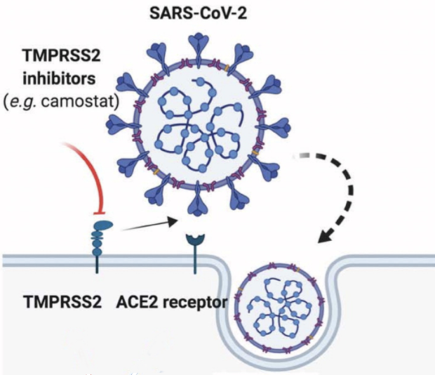 TMPRSS2 in COVID19