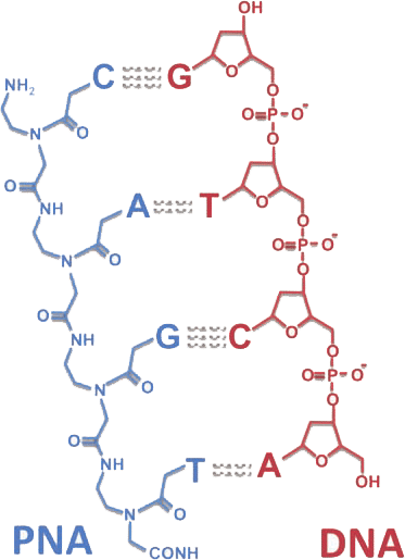 nucleic acid