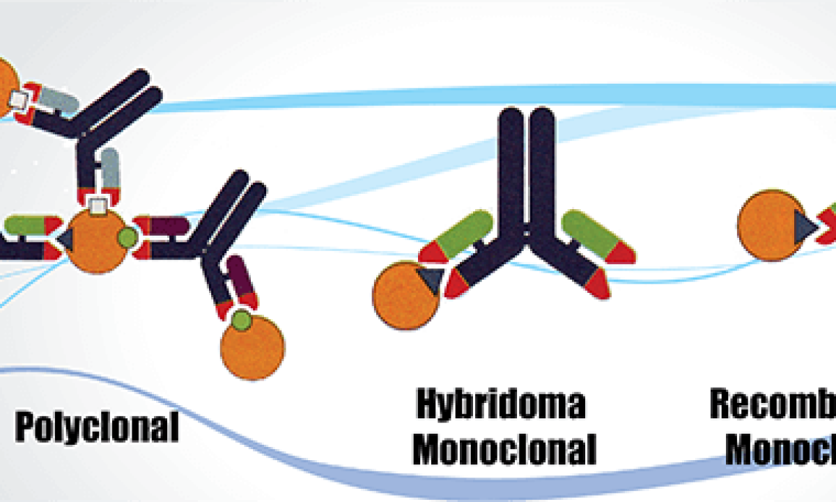 Polyclonal Antibody Generation