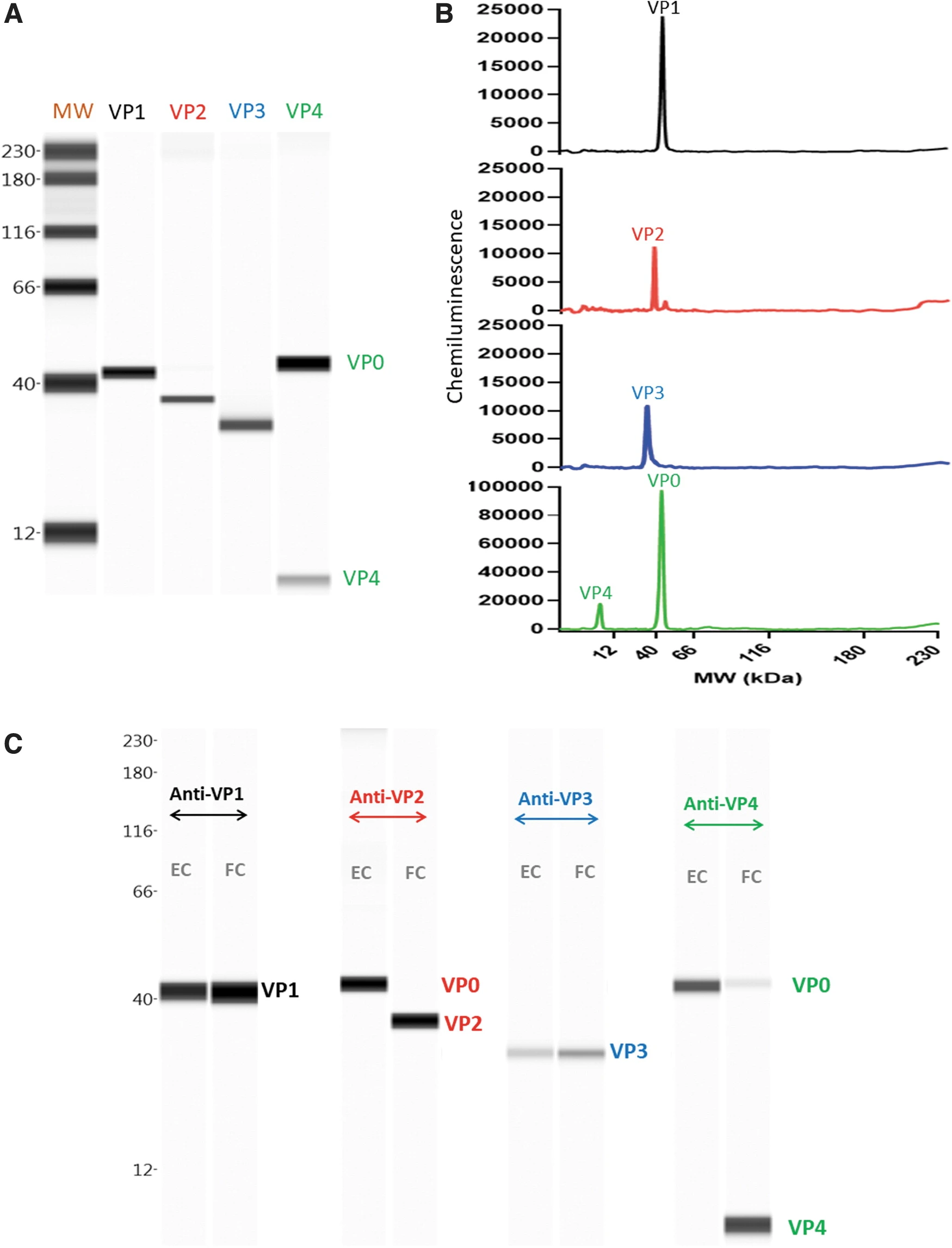 Capillary Western Peptide Synthesis