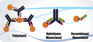 Polyclonal and monoclonal antibody structure