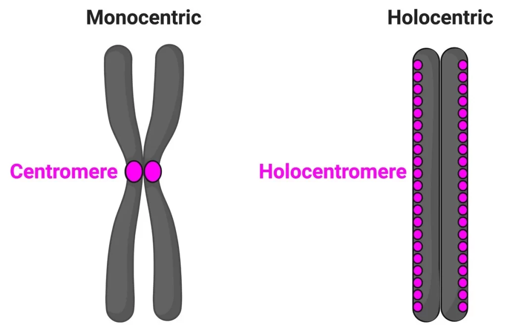 Convergent Evolution of Holocentromeres Studied with Peptides