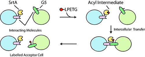 LPETG Peptide