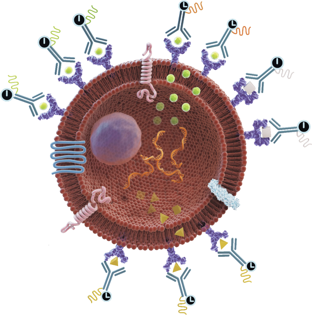 Live-Cell Imaging