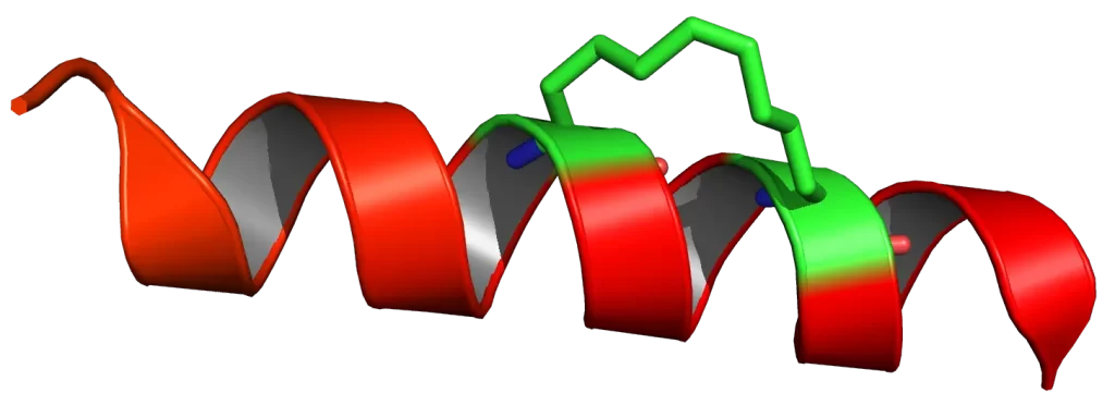 Stapled Peptides