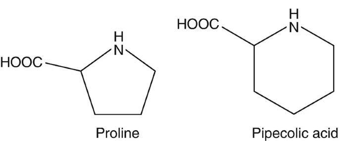 Pipecolic Acid