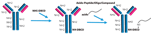 Antibody Peptide Oligonucleotide Conjugate