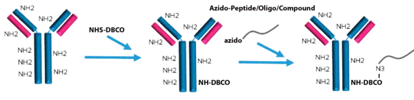 Antibody Peptide Oligonucleotide Conjugate