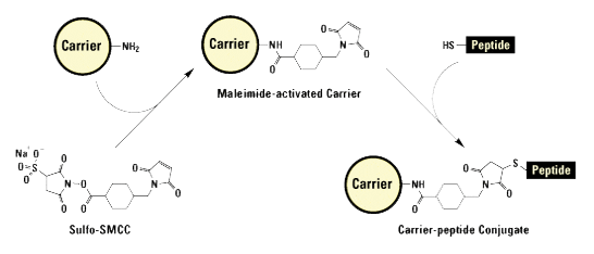 Peptide modification: KLH and BSA