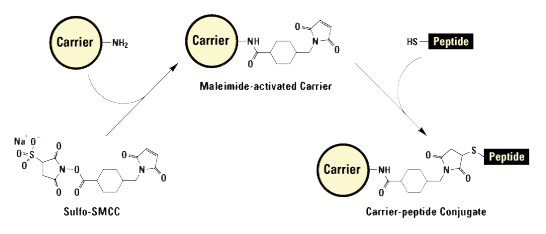 Carrier protein KLH or BSA for antibody generation