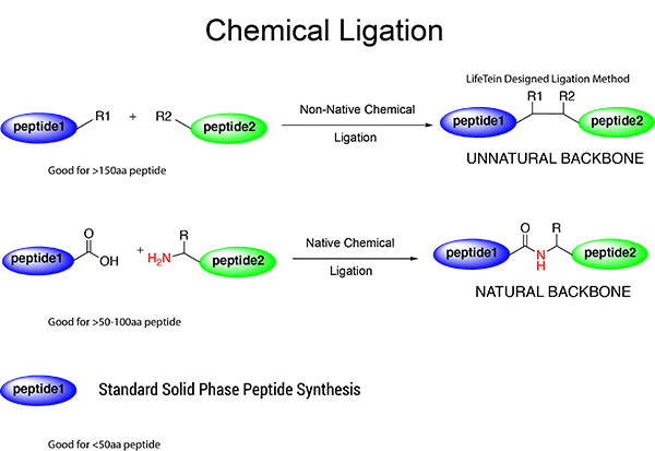 Peptide synthesis: long peptide synthesis