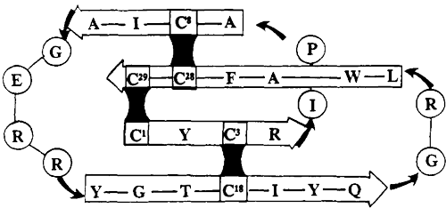 cyclic peptides three disulfide bonds