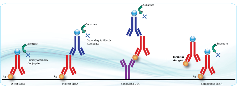 ELISA, Indirect ELISA, Sandwich ELISA and Competitive ELISA