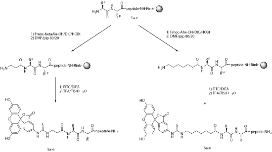 FITC Peptide synthesis: FITC labeling process