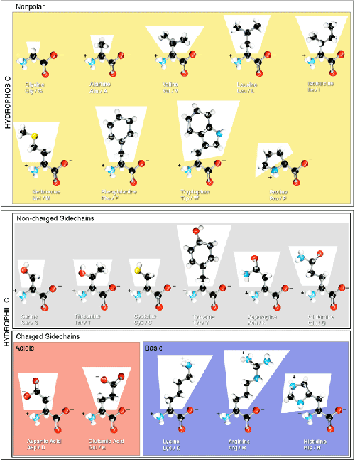 Amino Acids Chart Polar Nonpolar