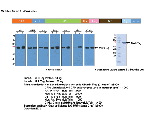 MultiTag Protein Amino Acid Sequence