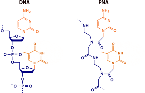 Peptide synthesis: Peptide Nucleic Acids