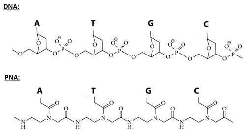 Peptide Nucleic Acids