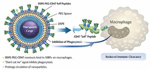 CD47 peptide stealth nanoparticle mechanism